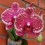 Phalaenopsis OX Red Sesame B S